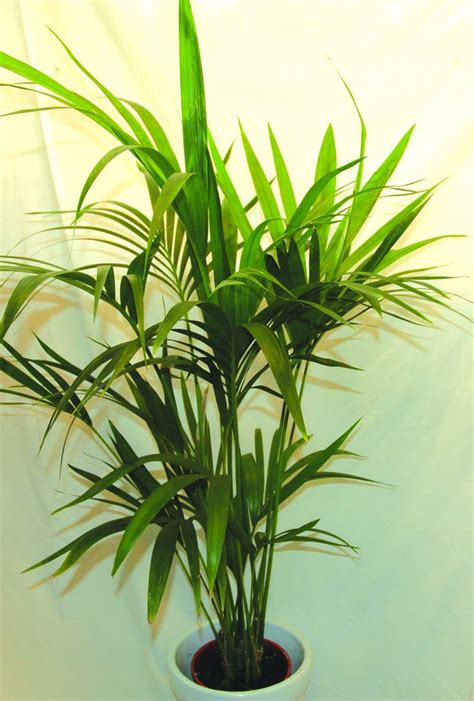 Kentia Palms - Büyüyen Howeia Türleri